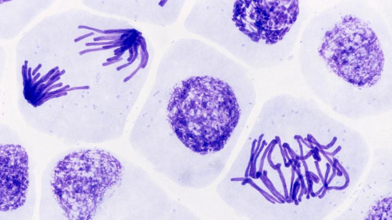 Cours 1 : Les divisions cellulaires des eucaryotes