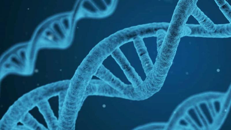 Cours 2 : La réplication de l’ADN au cours du cycle cellulaire.