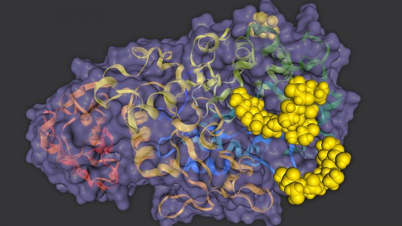 Cours 8 : Les enzymes : des biomolécules aux propriétés catalytiques