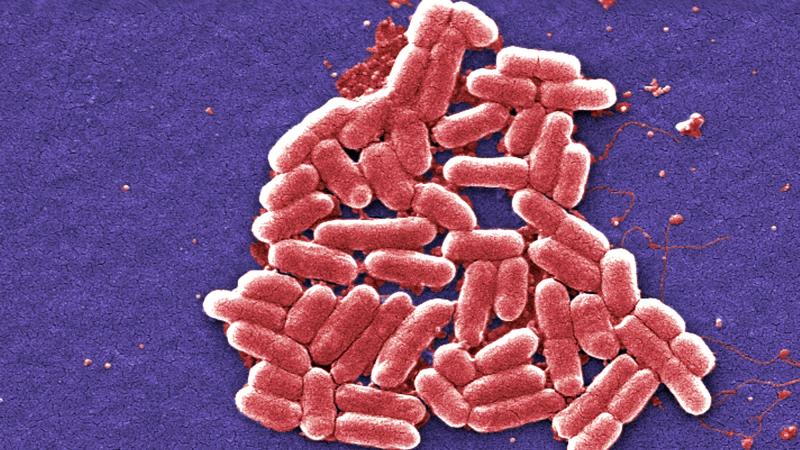 Cours 4 : Variations génétiques bactériennes et résistances aux antibiotiques