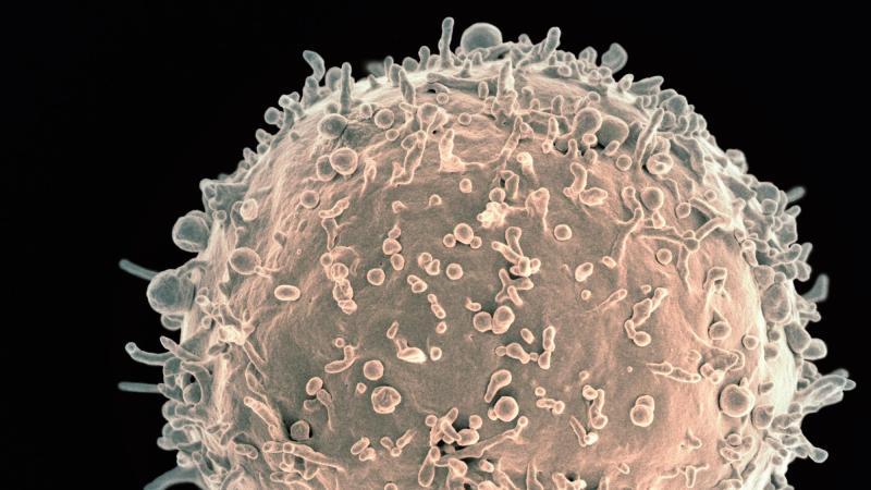 Cours 2 : Les acteurs de l’immunité adaptative