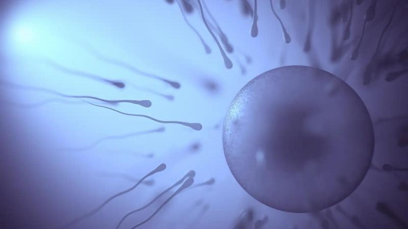 Cours 2 : Transmission et brassage des génotypes au cours de la reproduction sexuée