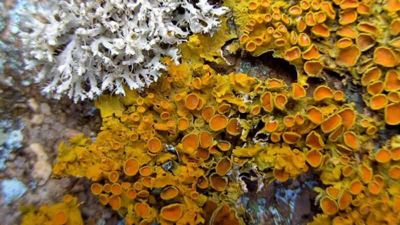 Cours 2 : Les mécanismes non génétiques qui contribuent à la diversité du vivant.