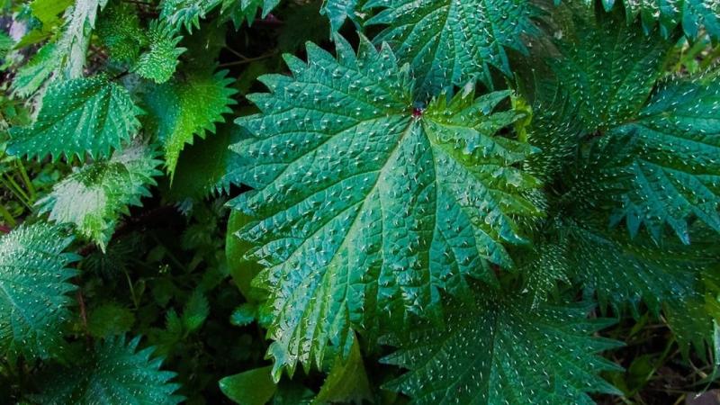 Cours 1 : Ressources, sève et résistances