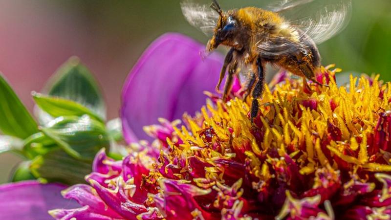 Cours 3 : La reproduction des plantes