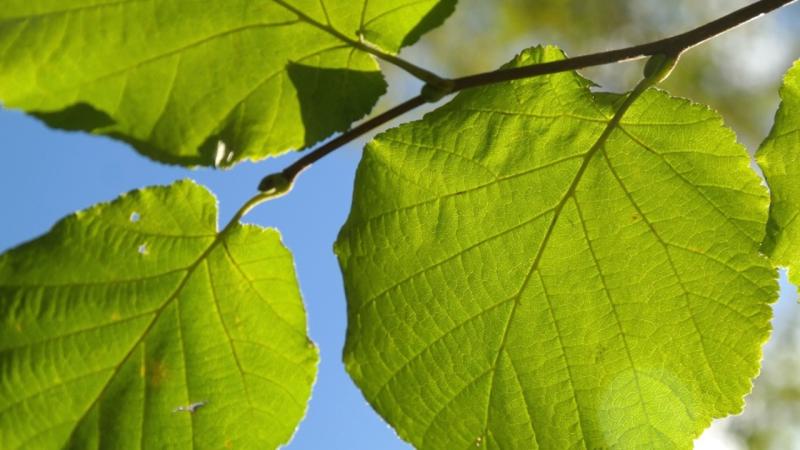 Cours 1 : Le processus de la photosynthèse