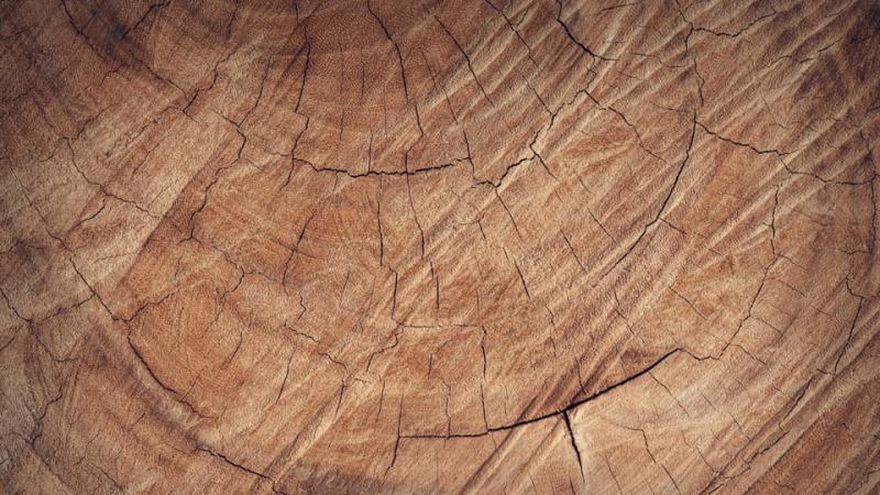 Cours 2 : Le devenir et le rôle des produits de la photosynthèse
