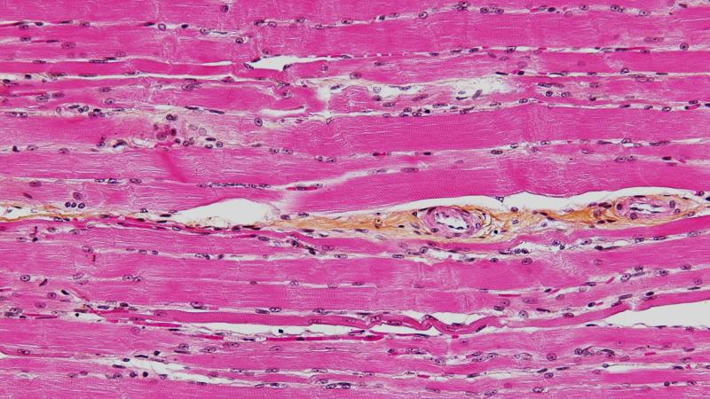 Cours 1 : Muscle strié et cellule musculaire