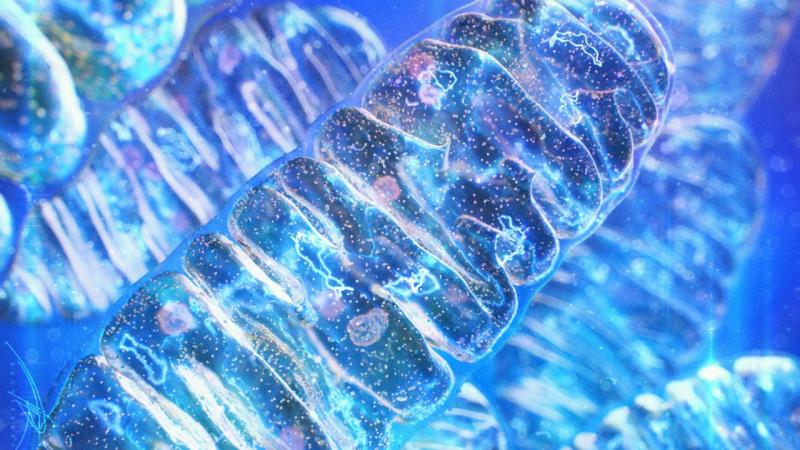 Cours 2 : Les processus métaboliques à l’origine de l’ATP